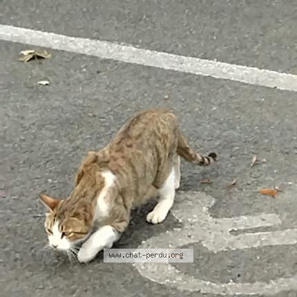 Photo 1/1 Found cat Found in Bussy saint georges