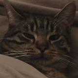 Picture of cat lost at Vitry Sur Seine