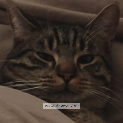 Photo 1/1 Milo Chat lost in Vitry sur seine