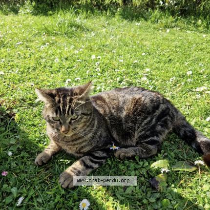 Photo 1/2 Poupouille Chat lost in La couronne