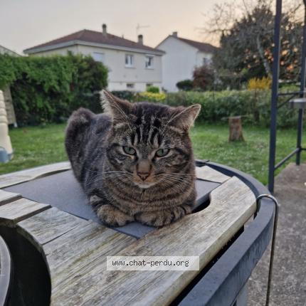 Photo 2/2 Poupouille Chat lost in La couronne