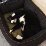 Picture of cat lost at Le Vivier Sur Mer