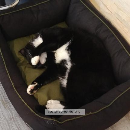 Photo 1/1 merlin Chat lost in Le vivier sur mer