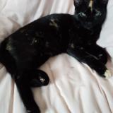 Picture of cat lost at Celle Levescault