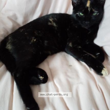 Photo 1/1 Gremlise Chat lost in Celle levescault