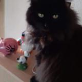 Picture of cat lost at Metabief