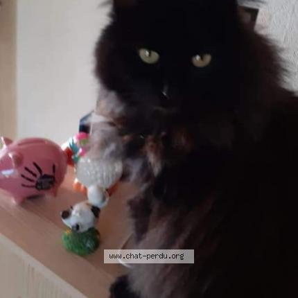 Photo 1/1 Mini Chat lost in Metabief