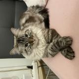 Picture of cat lost at Saint Pierre Des Corps