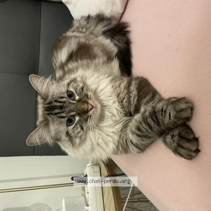 Photo 1/1 Mimi Chat lost in Saint pierre des corps