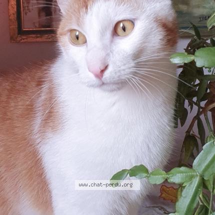 Photo 1/3 Tilki Chat lost in Saint malo de phily