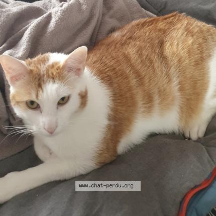 Photo 2/3 Tilki Chat lost in Saint malo de phily