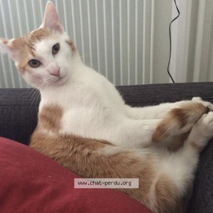 Photo 3/3 Tilki Chat lost in Saint malo de phily