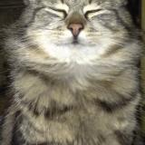 Picture of cat lost at Chemin D Aisey