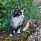 Picture of cat lost at Bernay En Champagne