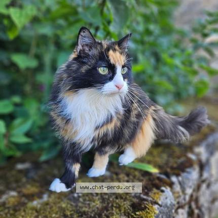 Photo 1/1 Gamine Chat lost in Bernay en champagne