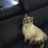 Picture of cat lost at Lomme