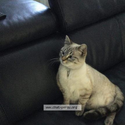 Photo 1/1 Blue Chat lost in Lomme