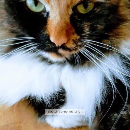 Foto 1/1 Kat teruggevonden Vermist in Bruxelles Uccle