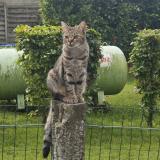 Picture of cat lost at Rebecq