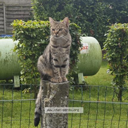 Photo 1/1 Trudy Chat lost in Rebecq