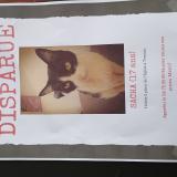 Picture of cat lost at Tressan