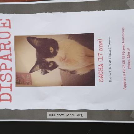 Photo 1/1 SACHA Chat lost in Tressan