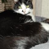 Picture of cat lost at Pierre Chatel