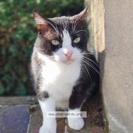 Photo 1/1 Felix Chat lost in Asnieres sur seine