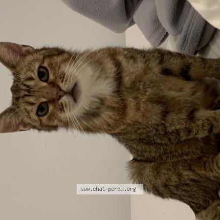 Foto 1/1 Kat teruggevonden Vermist in Sart Dames Avelines