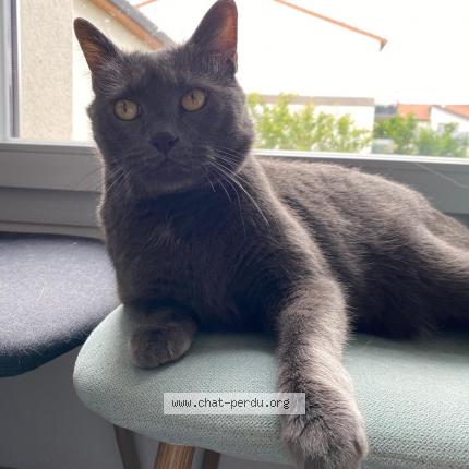 Photo 1/1 Happy Chat lost in Villeneuve tolosane