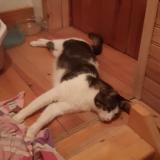 Picture of cat lost at Montpon Menesterol