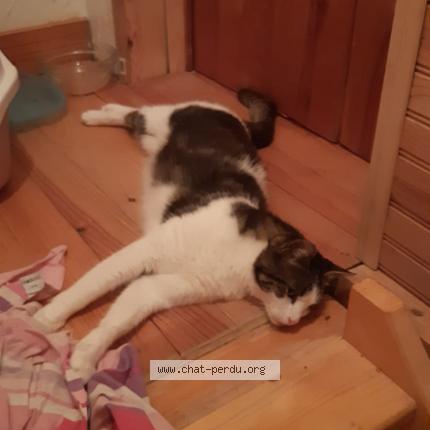 Photo 1/1 Freyja Chat lost in Montpon menesterol