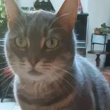 Picture of cat lost at Saint Genis Laval