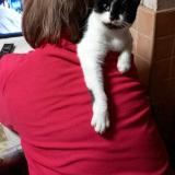 Picture of cat lost at Maffle Ath