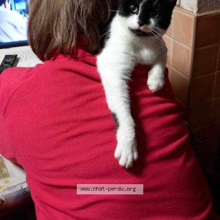 Photo 1/1 Mystic Chat lost in Maffle ath