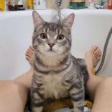 Picture of cat lost at Petitmont