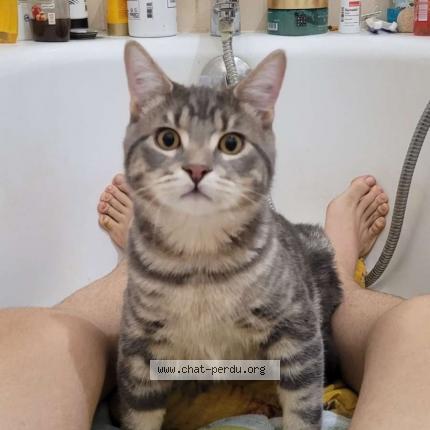 Photo 1/1 trash Chat lost in Petitmont