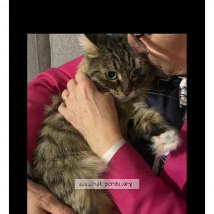 Foto van vermiste kat in Diegem