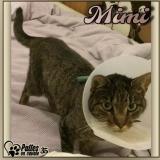 Picture of cat lost at St Georges De Chesne