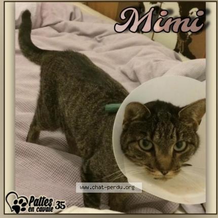 Photo 1/1 mimi Chat lost in St georges de chesne