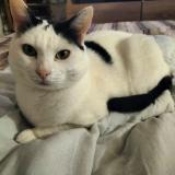 Picture of cat lost at La Tour De Peilz