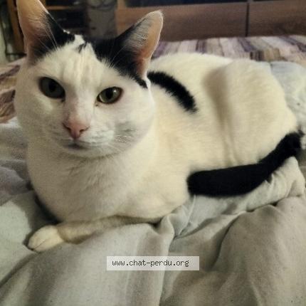 Photo 1/5 Dénis Chat lost in La tour de peilz