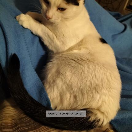 Photo 2/5 Dénis Chat lost in La tour de peilz