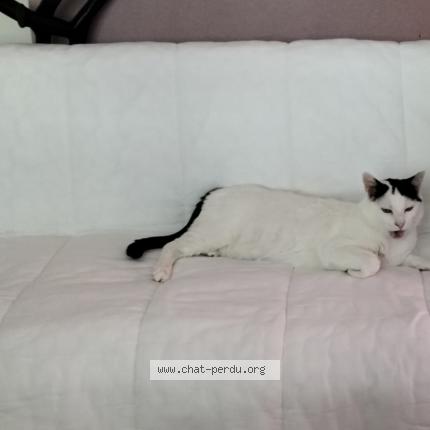 Photo 3/5 Dénis Chat lost in La tour de peilz