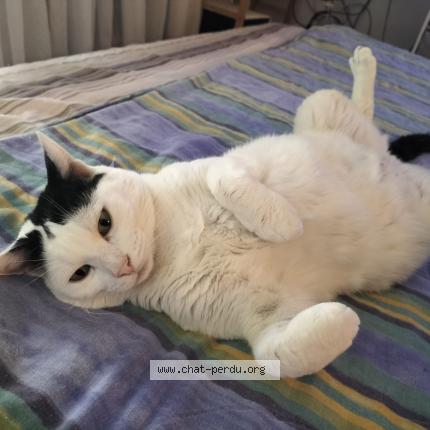 Photo 4/5 D&eacute;nis Chat lost in La tour de peilz