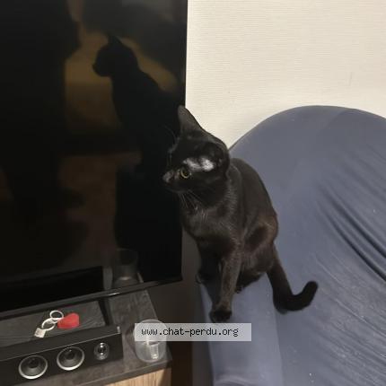 Photo 1/1 Found cat Found in Maisons alfort