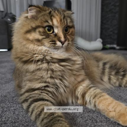 Photo 1/1 Pitou Chat lost in Frouzins