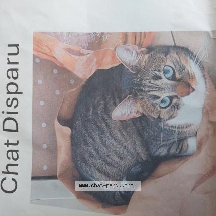 Foto van vermiste kat in Assesse