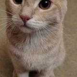 Picture of cat lost at Petitmont