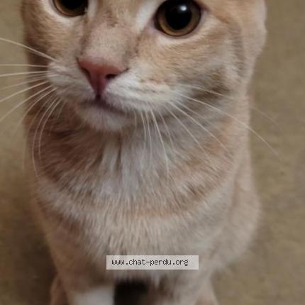 Photo 1/1 spooky Chat lost in Petitmont